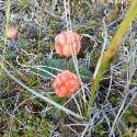 Rubus chamaemorus fruit. Orange.